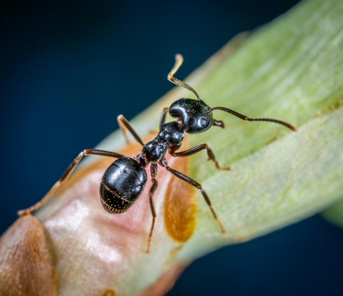 Ant Close-up Ant close-up on a plant
