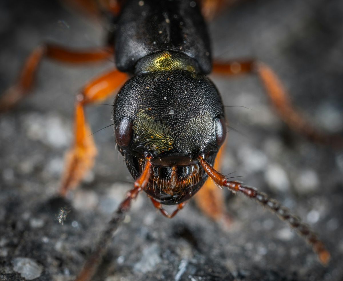 Ant Close-up Ant close-up