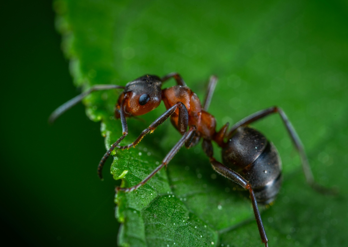 Ant on Leaf Ant on leaf