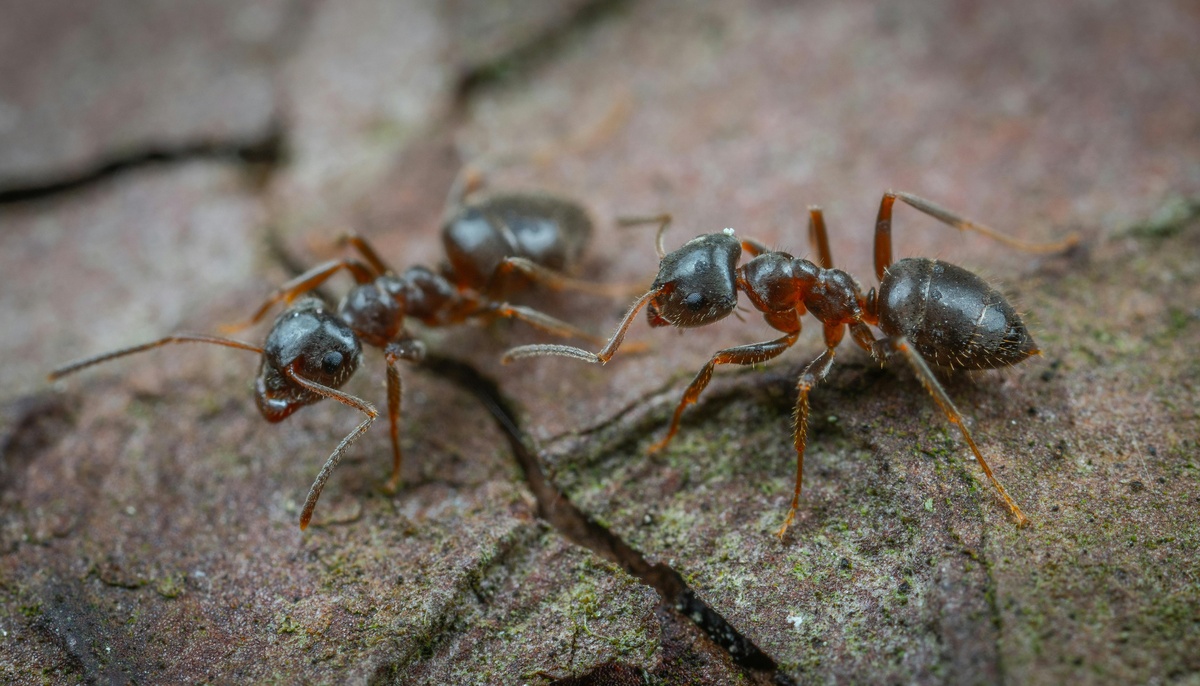 Ants on Tree Ants on a tree