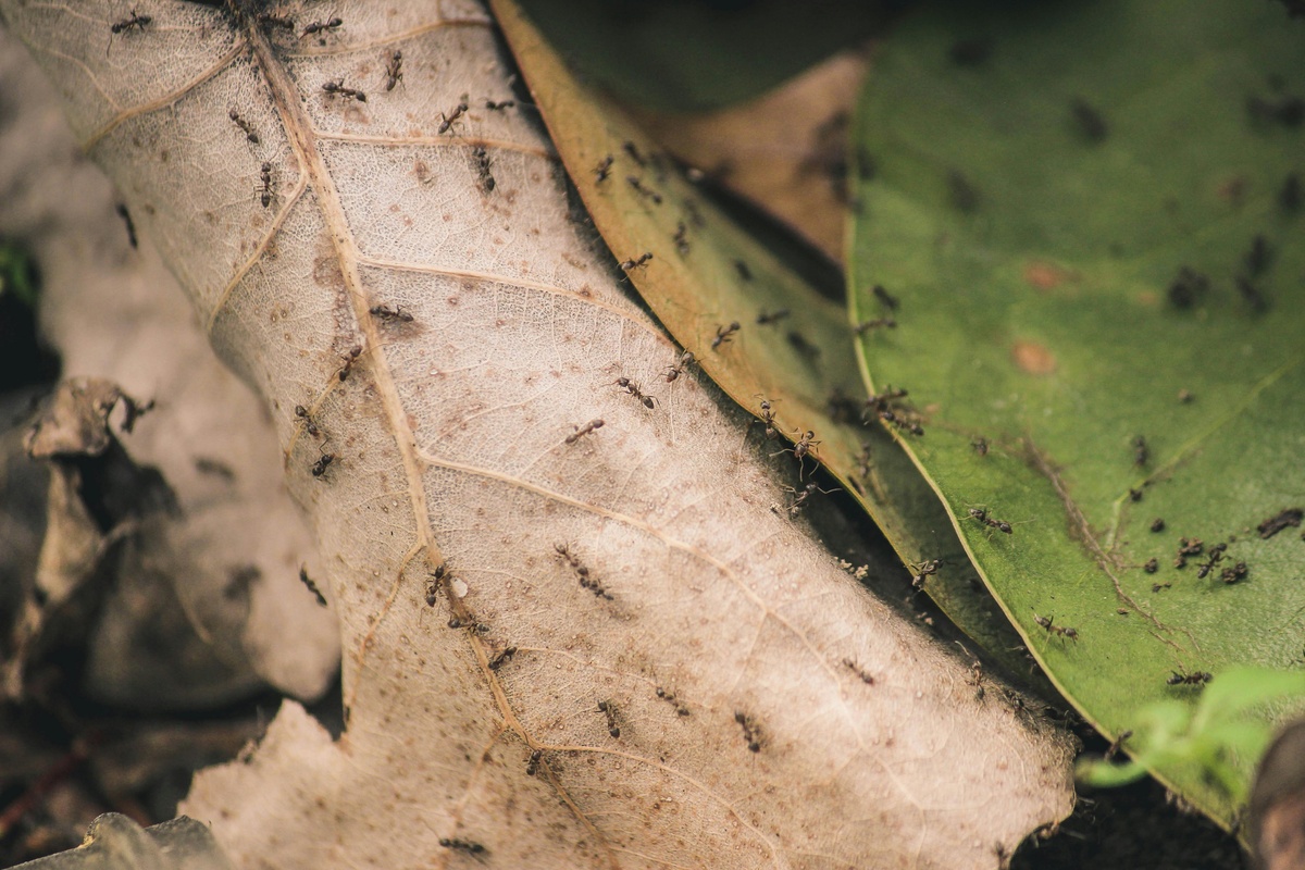 Ants on Leaves Ants crawling over leaves