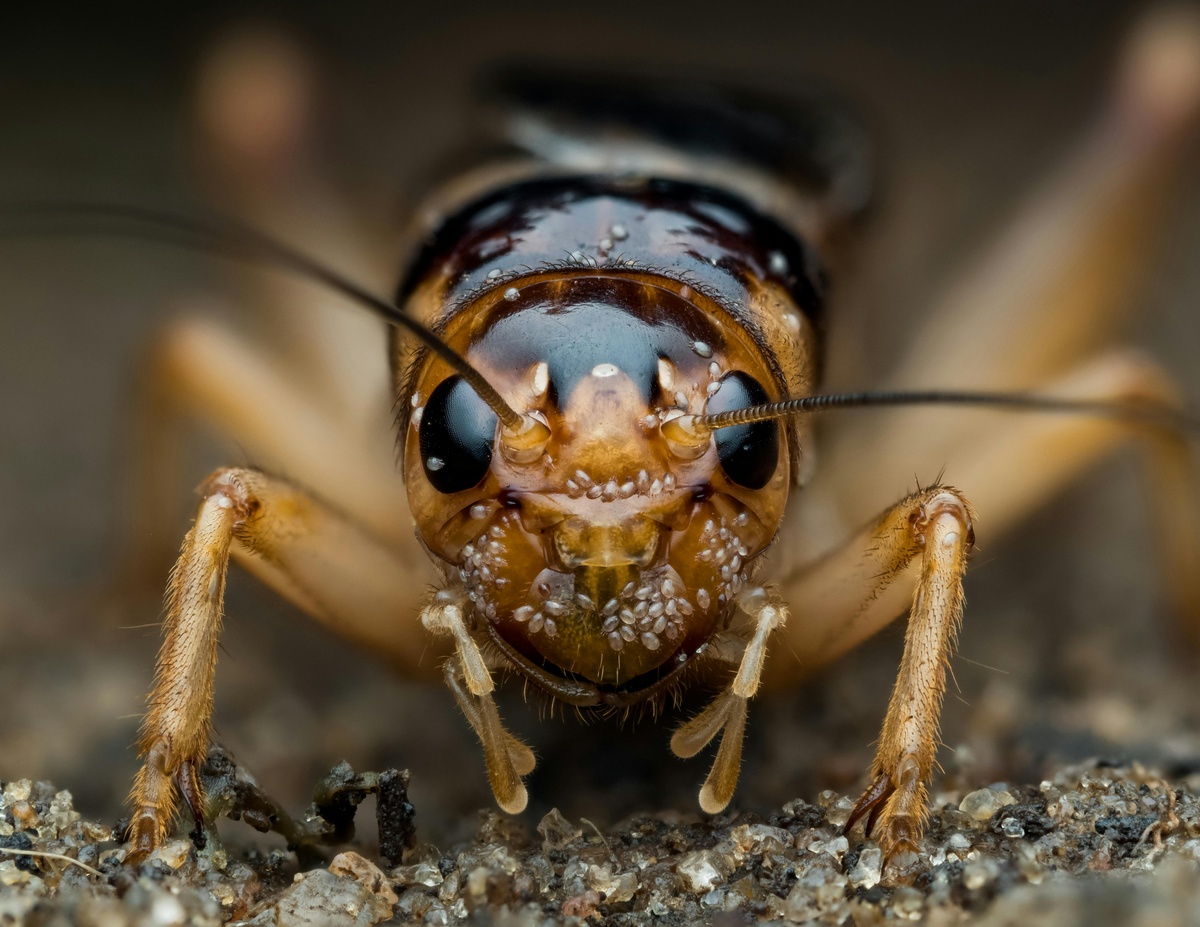 Stop crickets now The front of a cricket