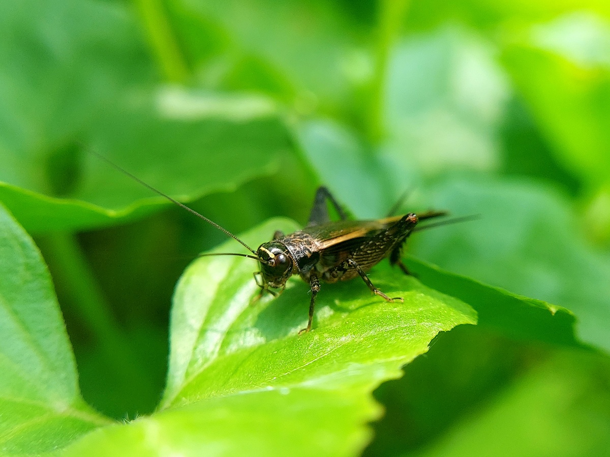 Rid your house of crickets Cricket in leaves