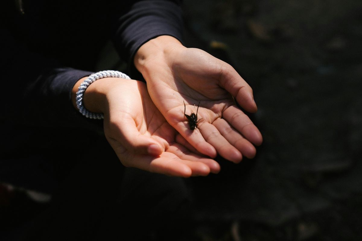 Become cricket free Human hands holding a cricket