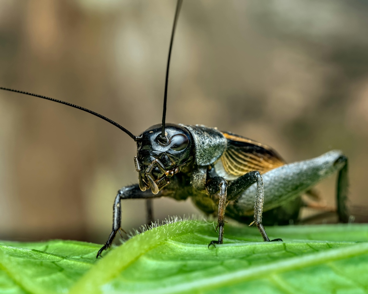 Crickets are a nusiance A cricket