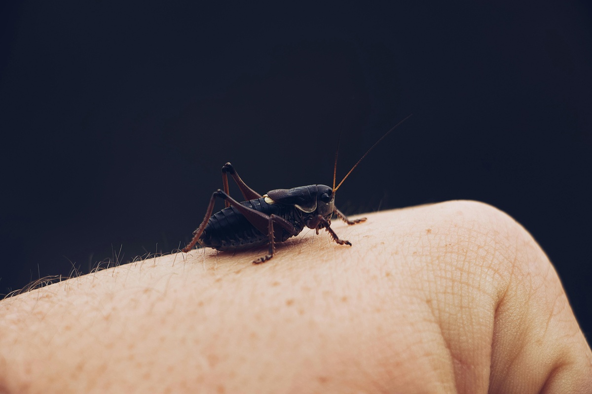 Clear crickets our of your life Cricket on a hand