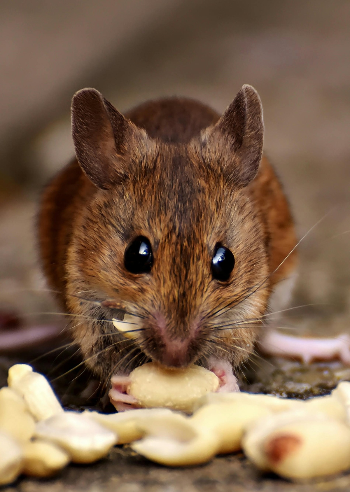 Mouse Eating Close-up of a mouse eating