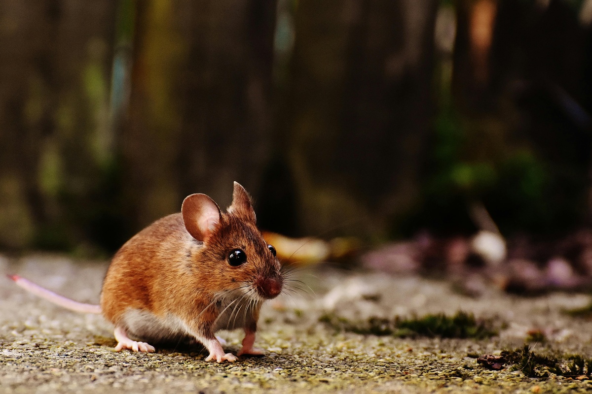 Mouse Outside Mouse outside