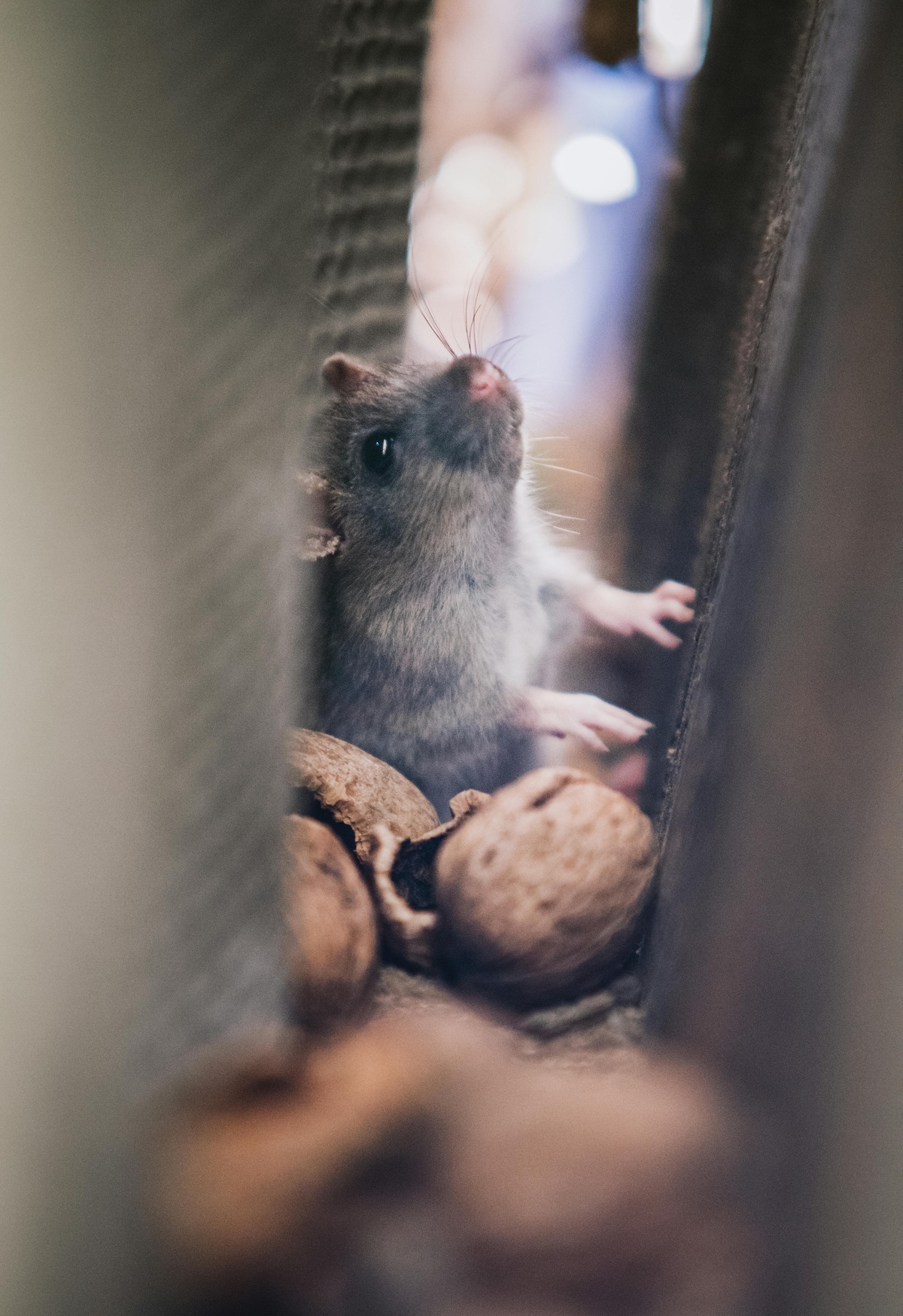 Mouse Eating Nuts Mouse eating nuts