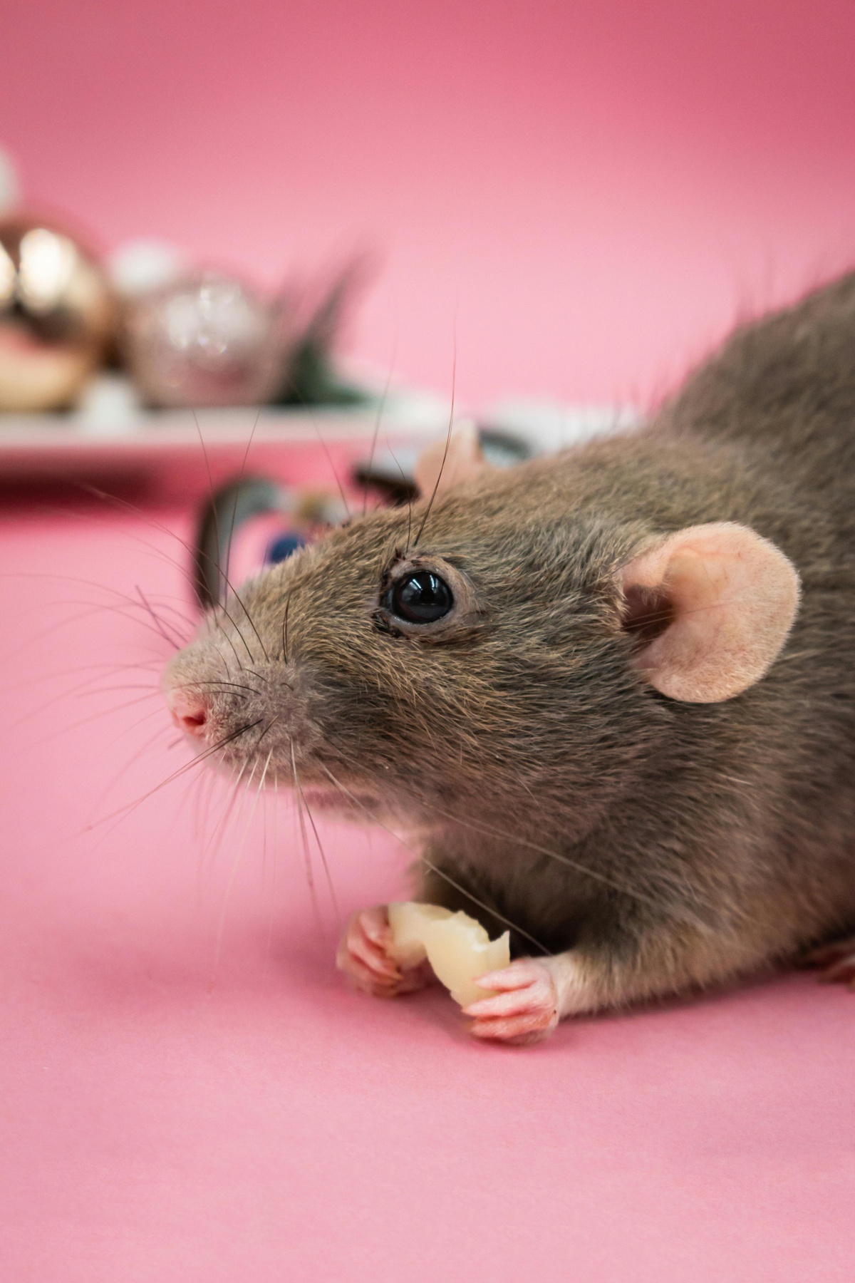 Mouse Eating Close-up of a mouse eating