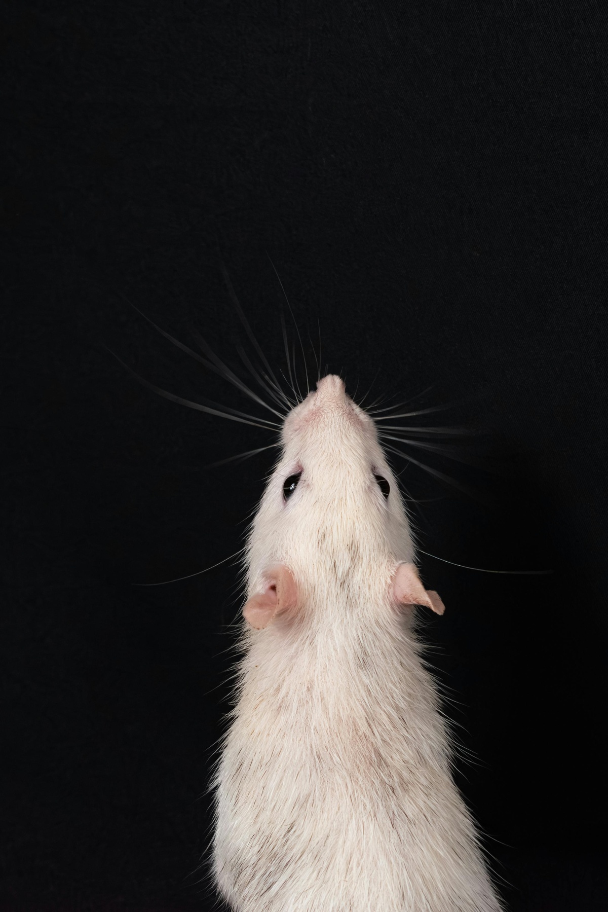 Rat Close-up Close-up of a rat