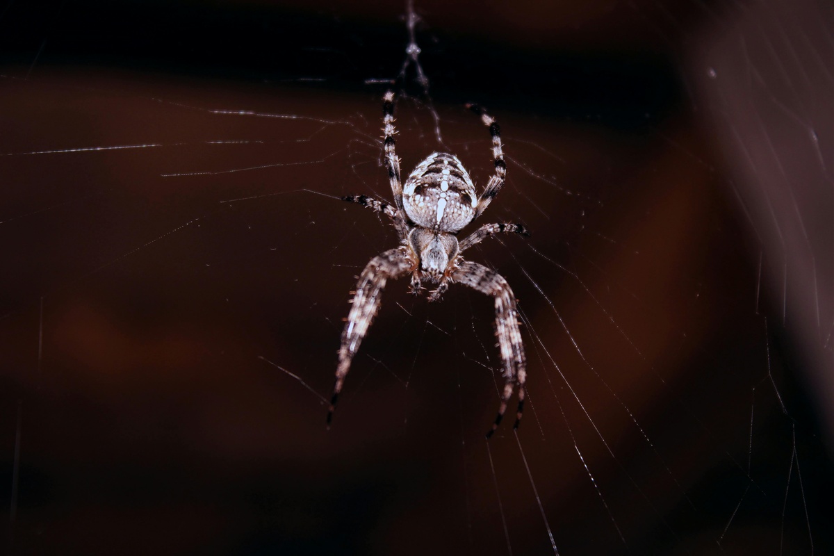 Spider in Web Spider in web