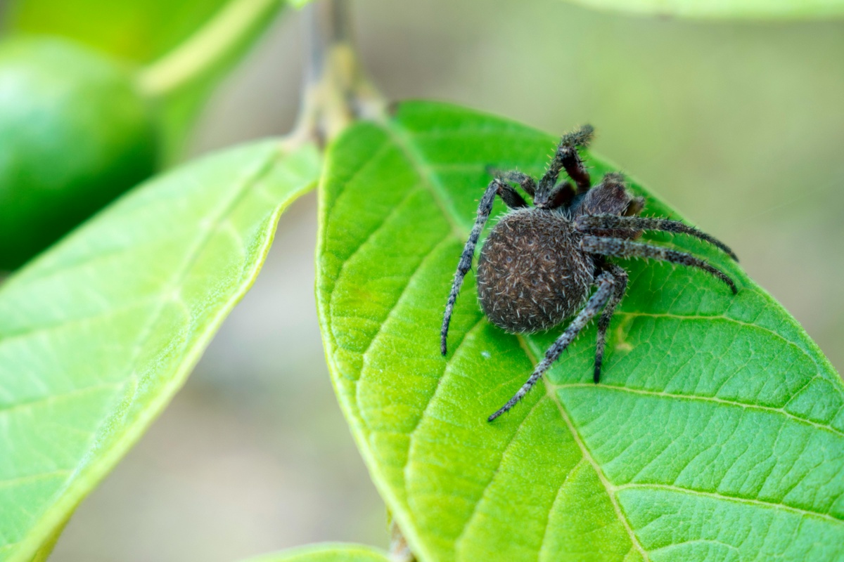 Spider on Leaf Spider on leaf