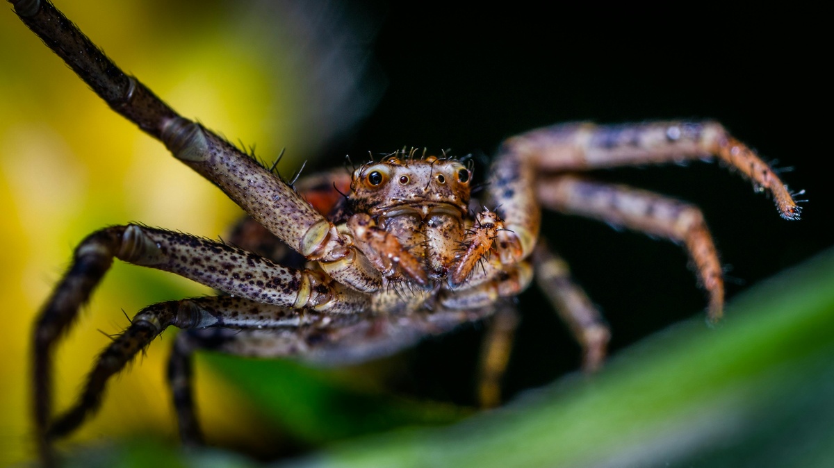 Spider Close-up Spider close-up