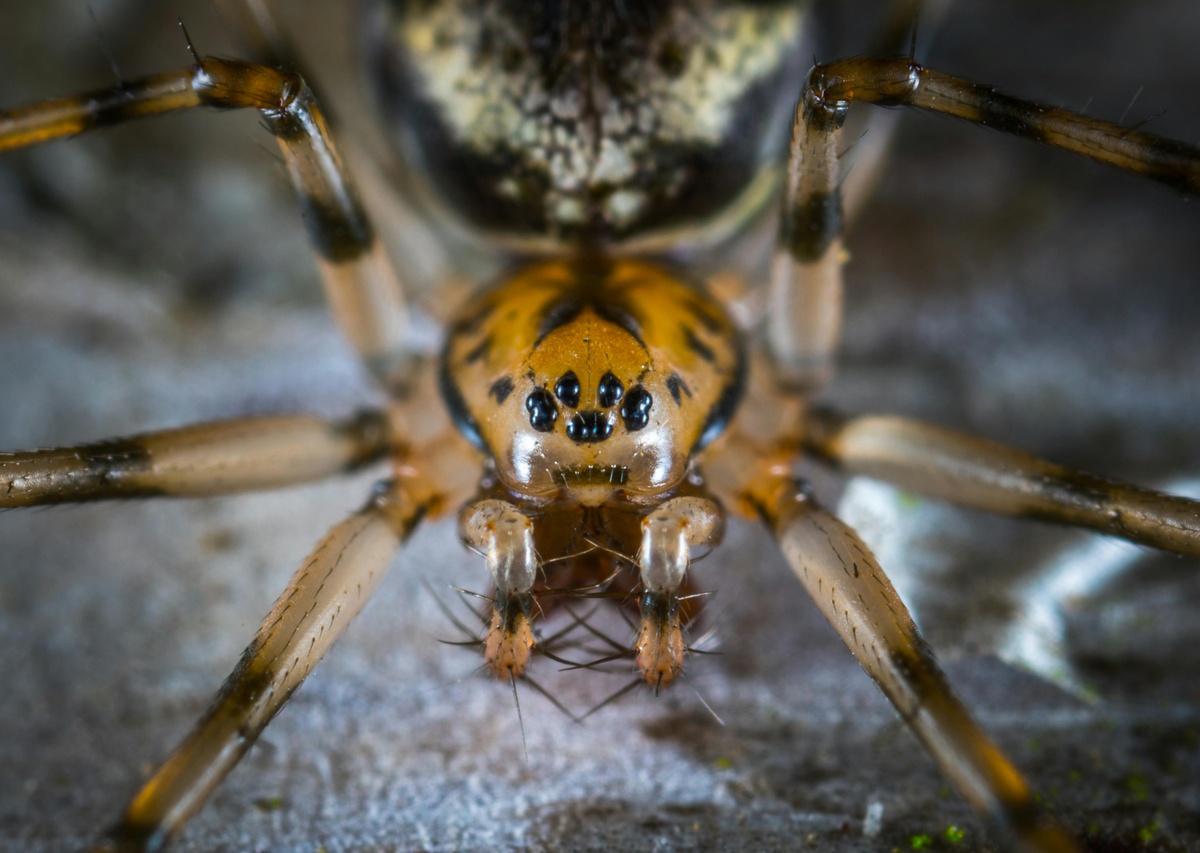 Spider Waving Spider waving