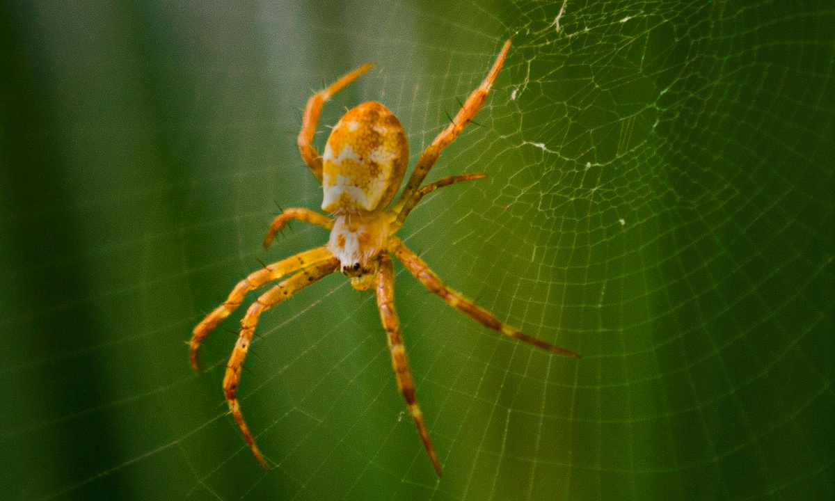 Spider in Web Spider in web
