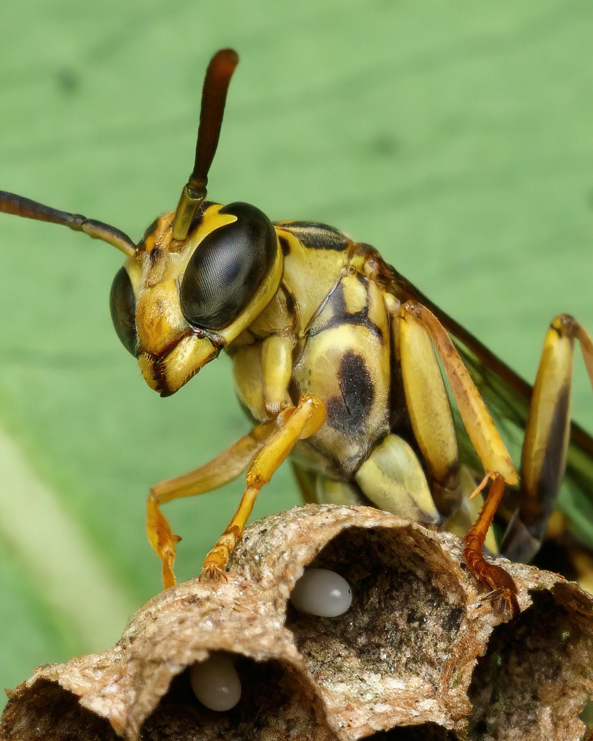Wasp on Nest Wasp on nest with wasp eggs