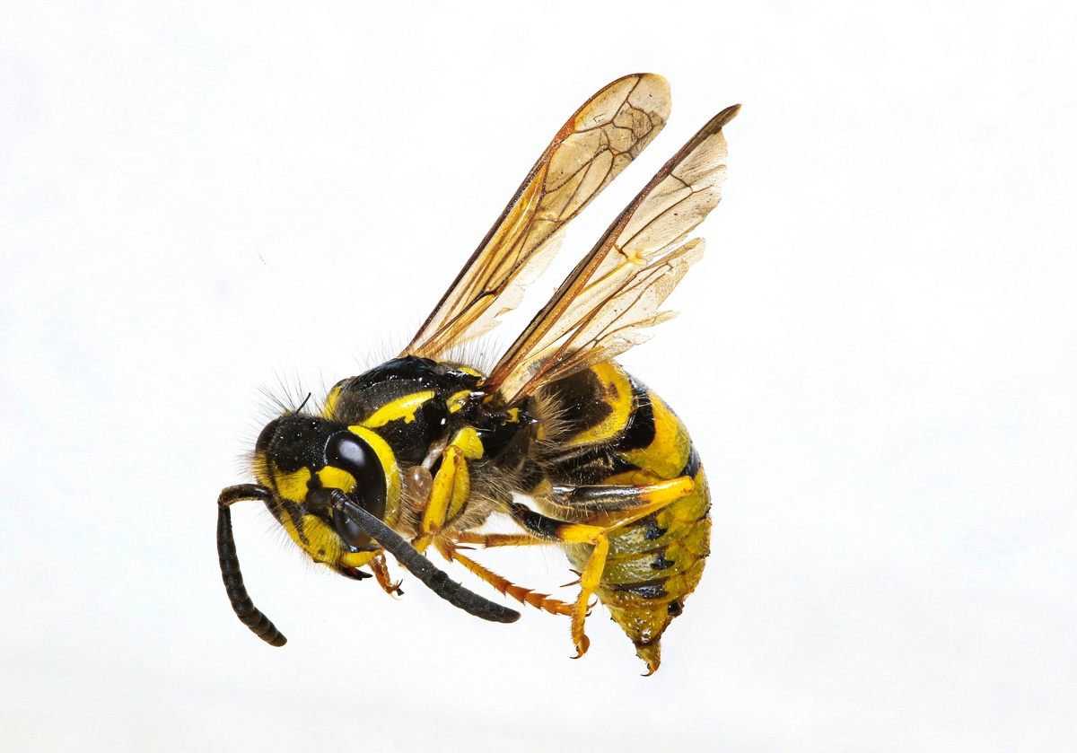 Wasp Close-up Close-up of a wasp