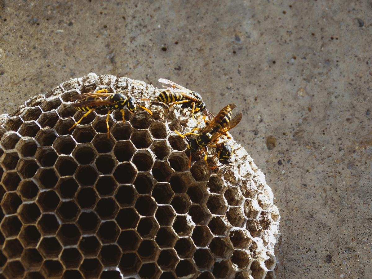 Wasps on Nest Wasps on a nest