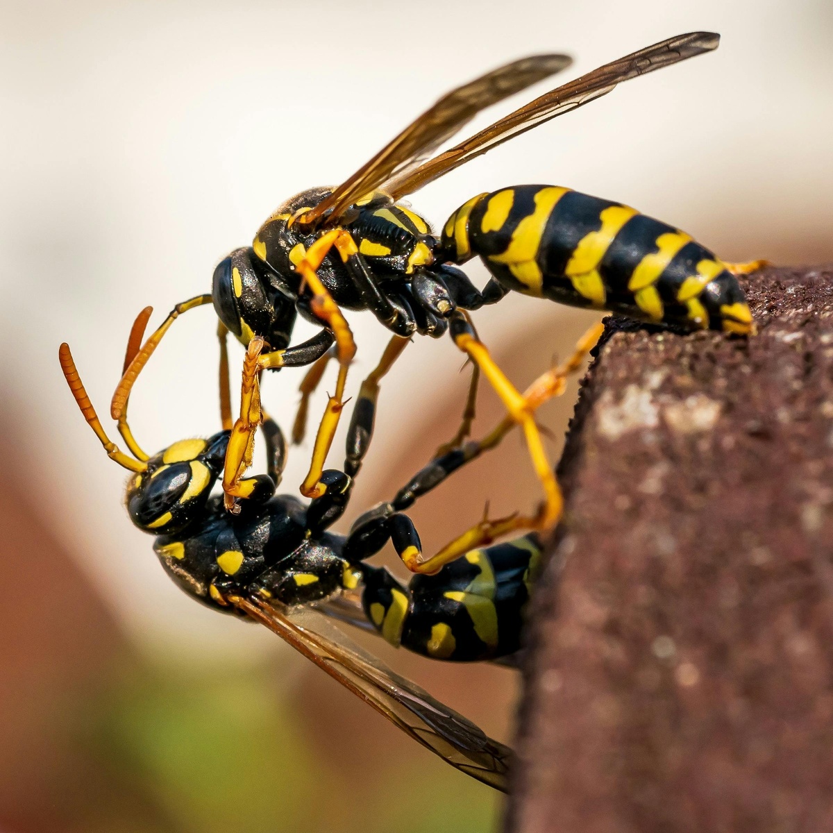 Two Wasps Two wasps