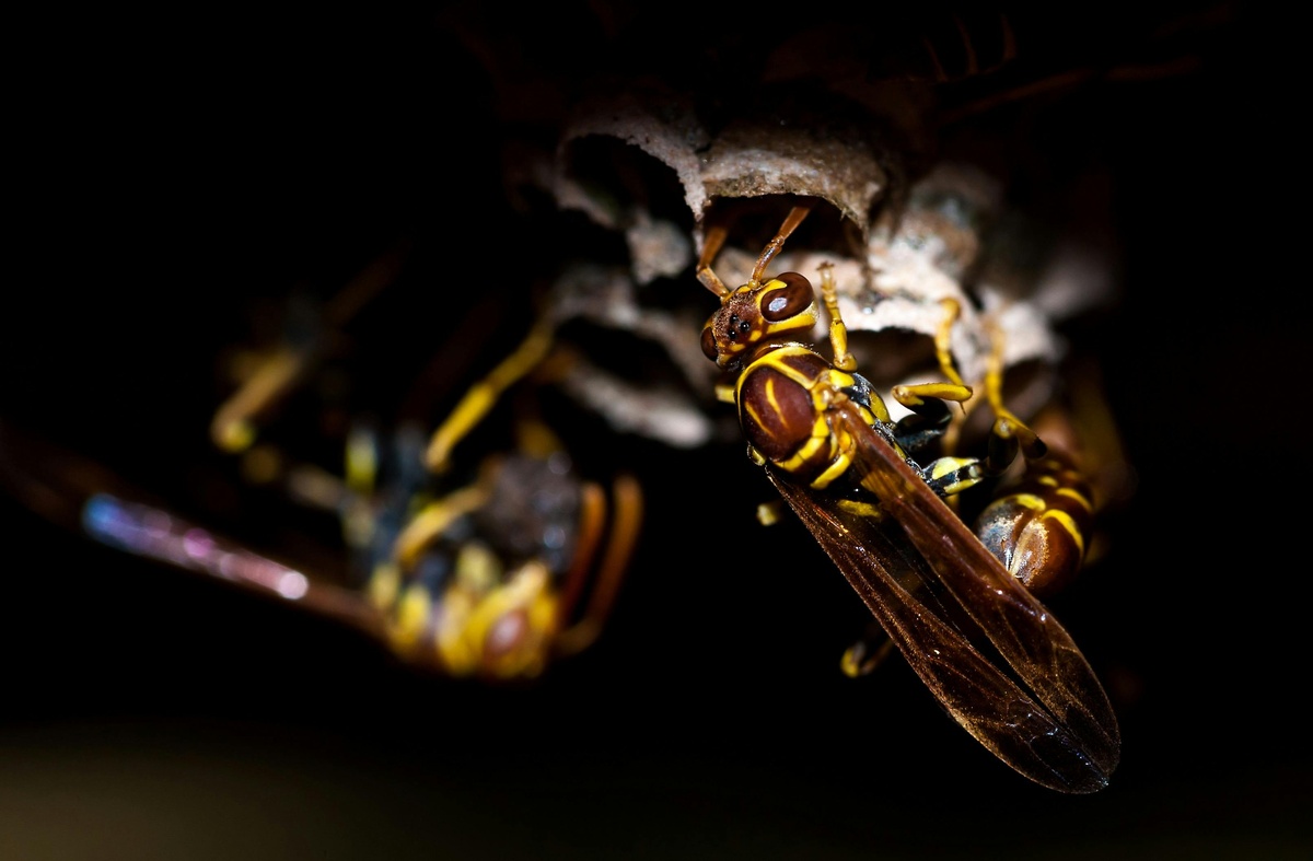 Wasps Entering Nest Wasps entering a nest