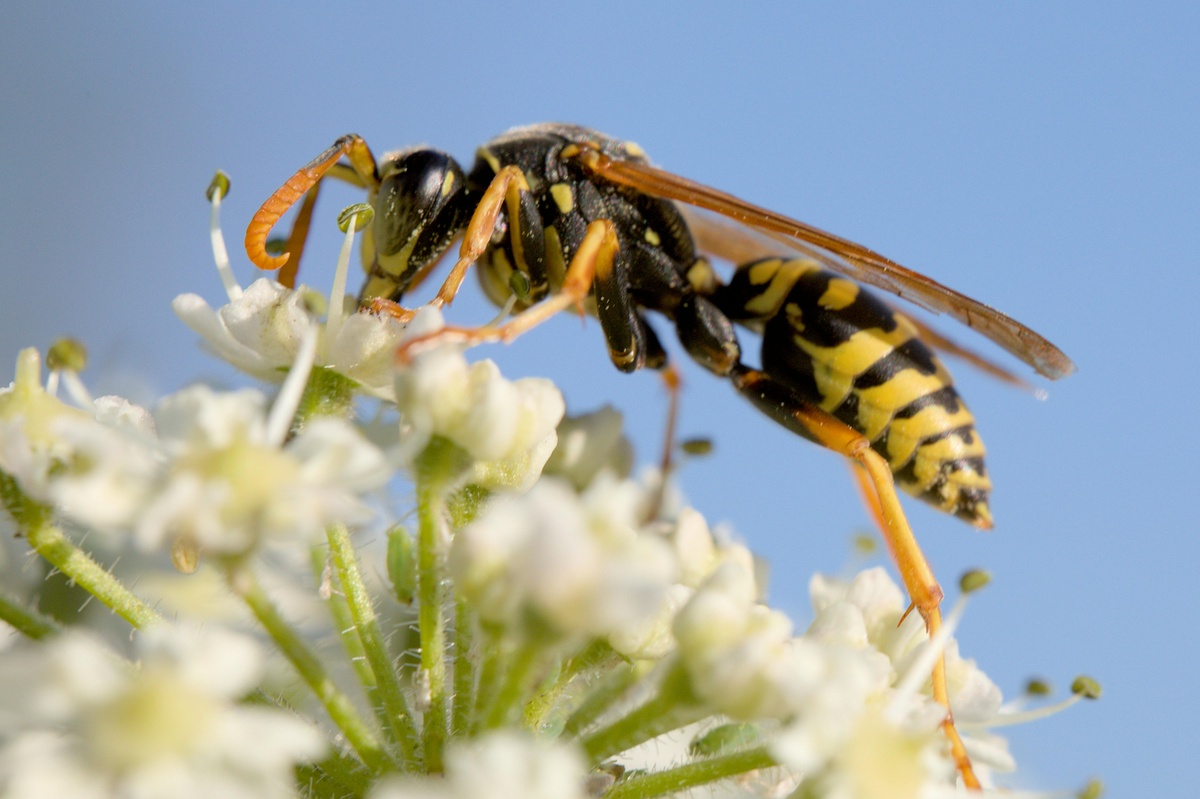 Wasp on Flower Wasp on a flower